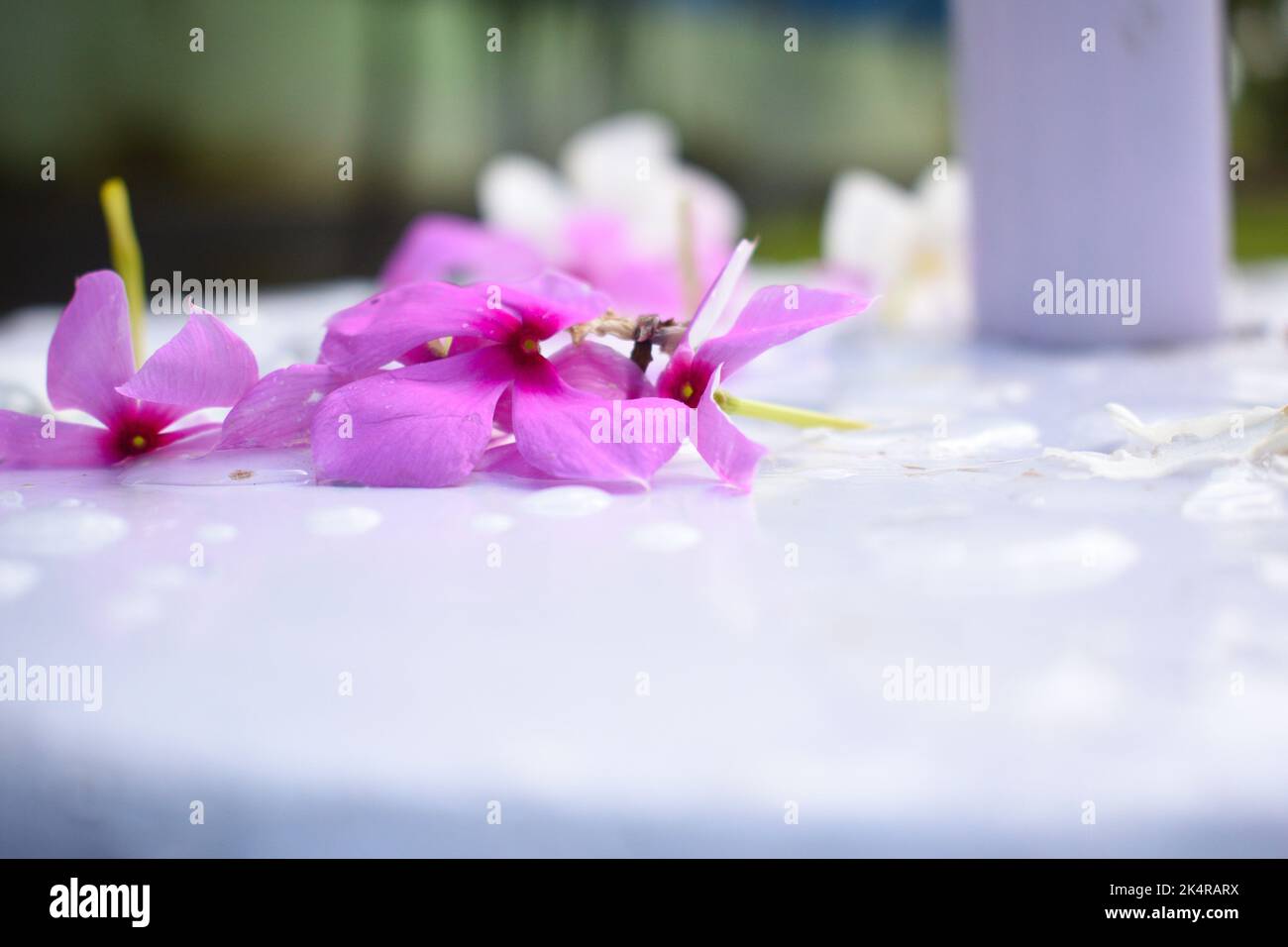 La fleur rose de mousse est tombée à plat sur une surface de sol blanche Banque D'Images