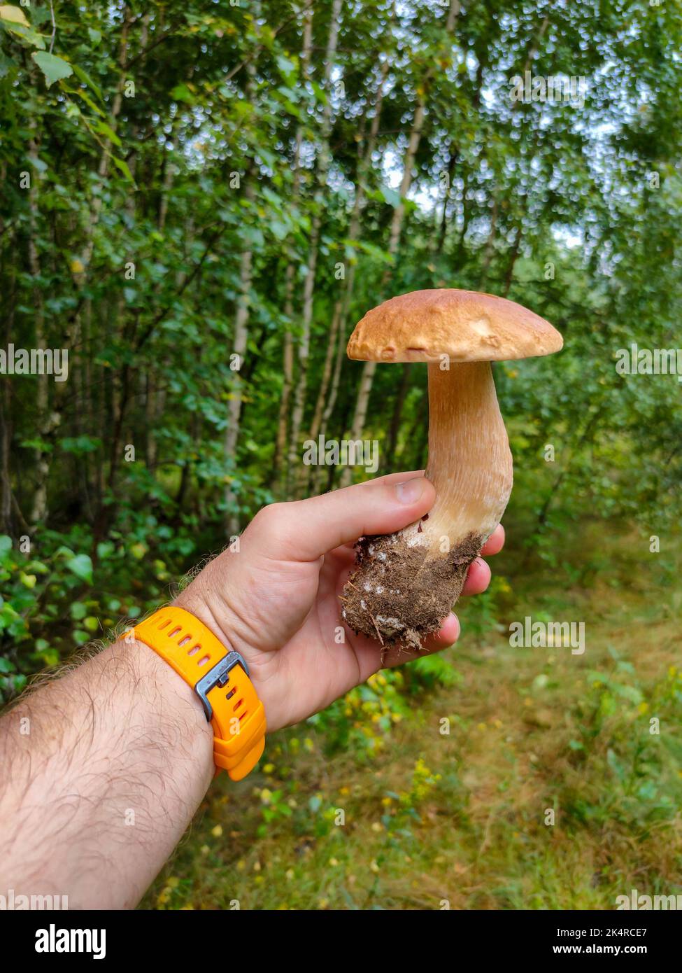 Cueillette de champignons dans la forêt. Un homme tient un champignon blanc dans sa main Banque D'Images