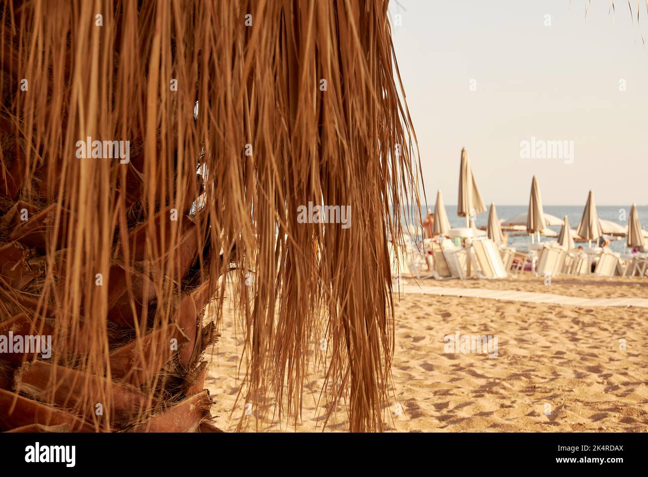 Le palmier sec et la plage publique sur le sable en arrière-plan. Resort et vacances arrière-plans Banque D'Images