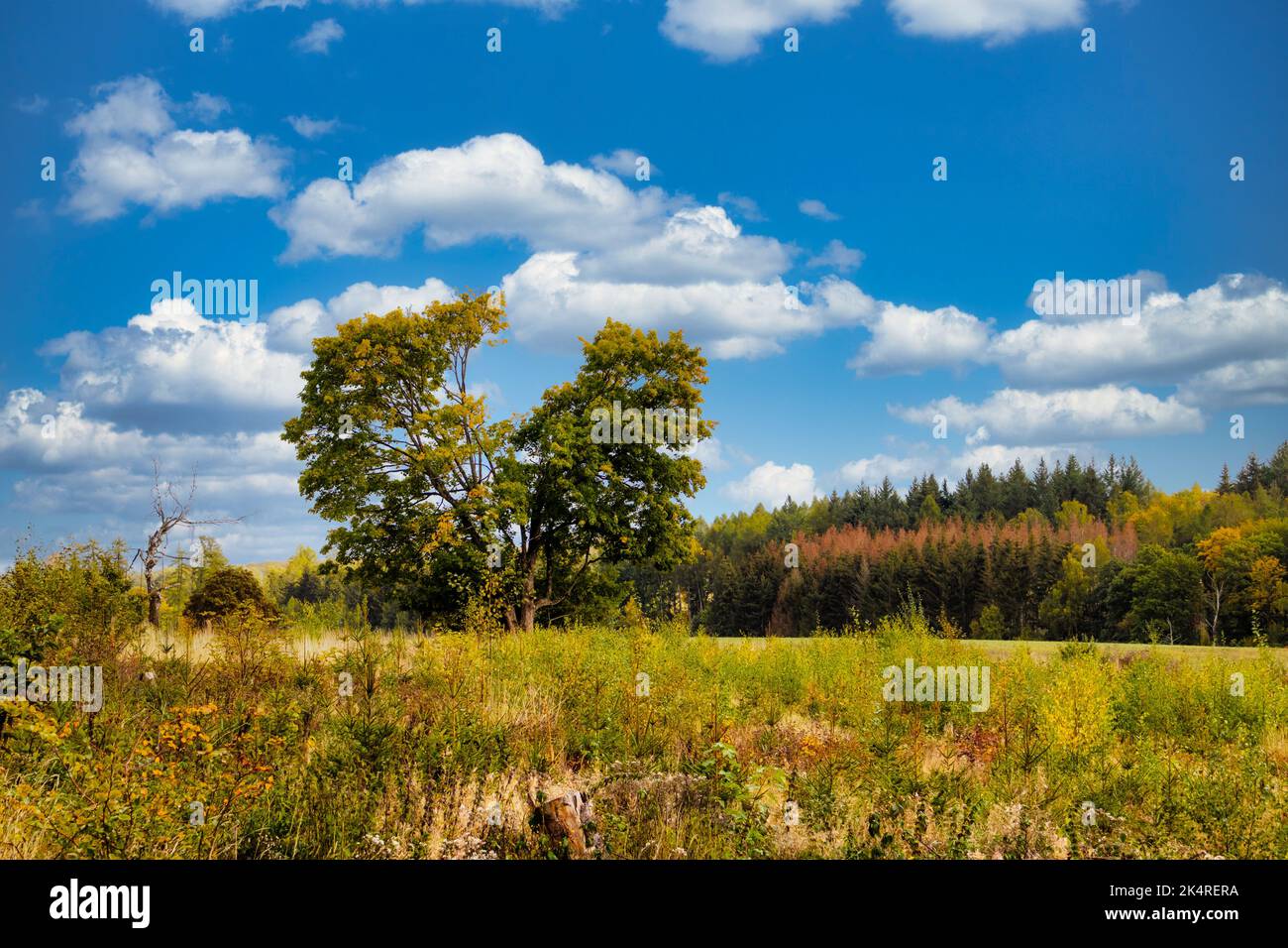 Baum dans Herzform herbstliche Landschaft Banque D'Images