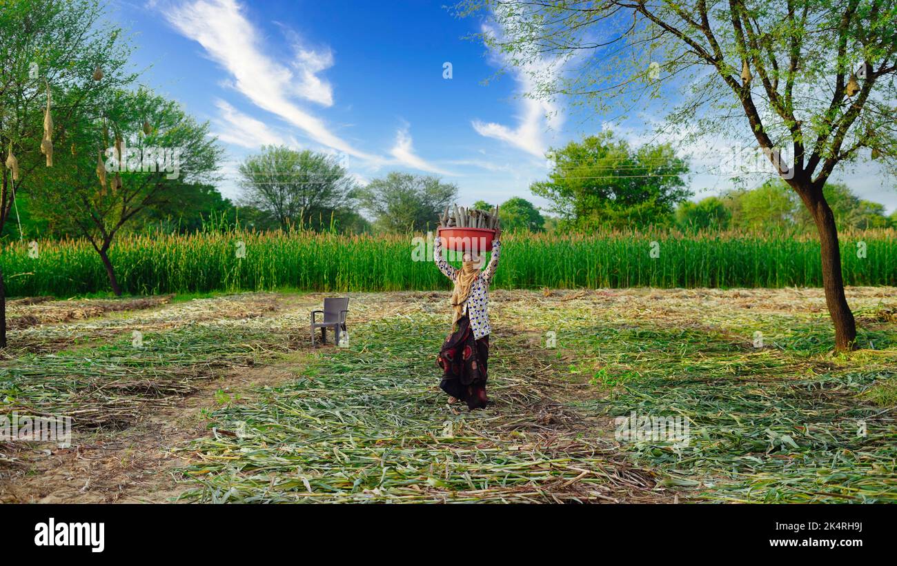 Une agricultrice indienne portant des boutons de bajra ou de millet sur sa tête dans un panier en plastique. Banque D'Images
