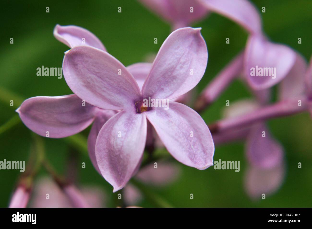 Fleurs de lilas persanes (Syringa persica) gros plan Banque D'Images