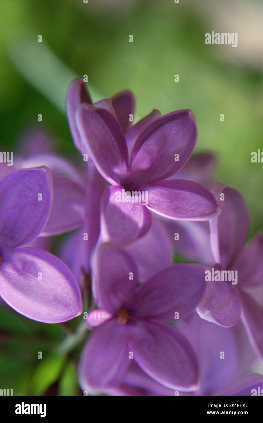 Fleurs de lilas persanes (Syringa persica) gros plan Banque D'Images