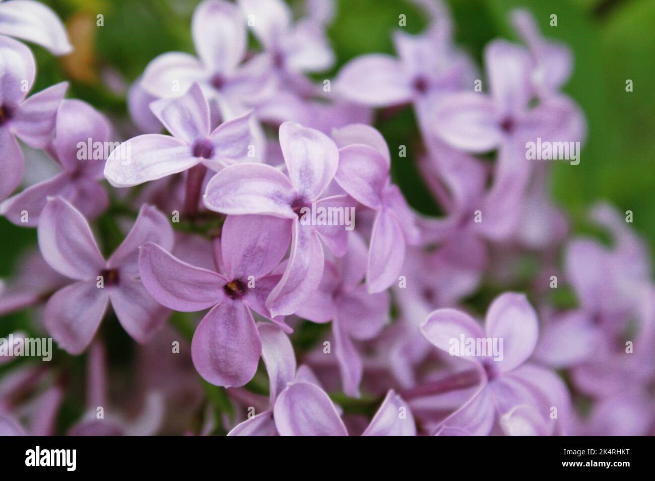 Fleurs de lilas persanes (Syringa persica) gros plan Banque D'Images