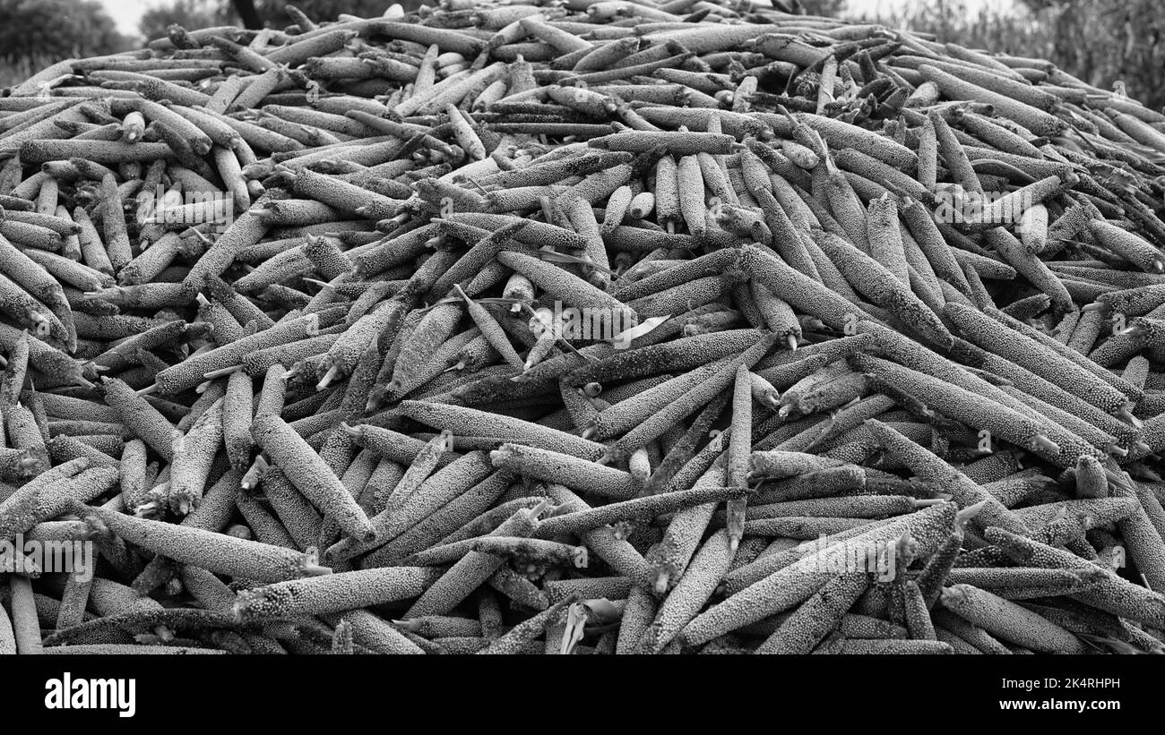 Groupe de millet perlé ou de graines de Pennisetum glaucum sur la tige de la plante. Concept d'agriculture en Inde. Banque D'Images