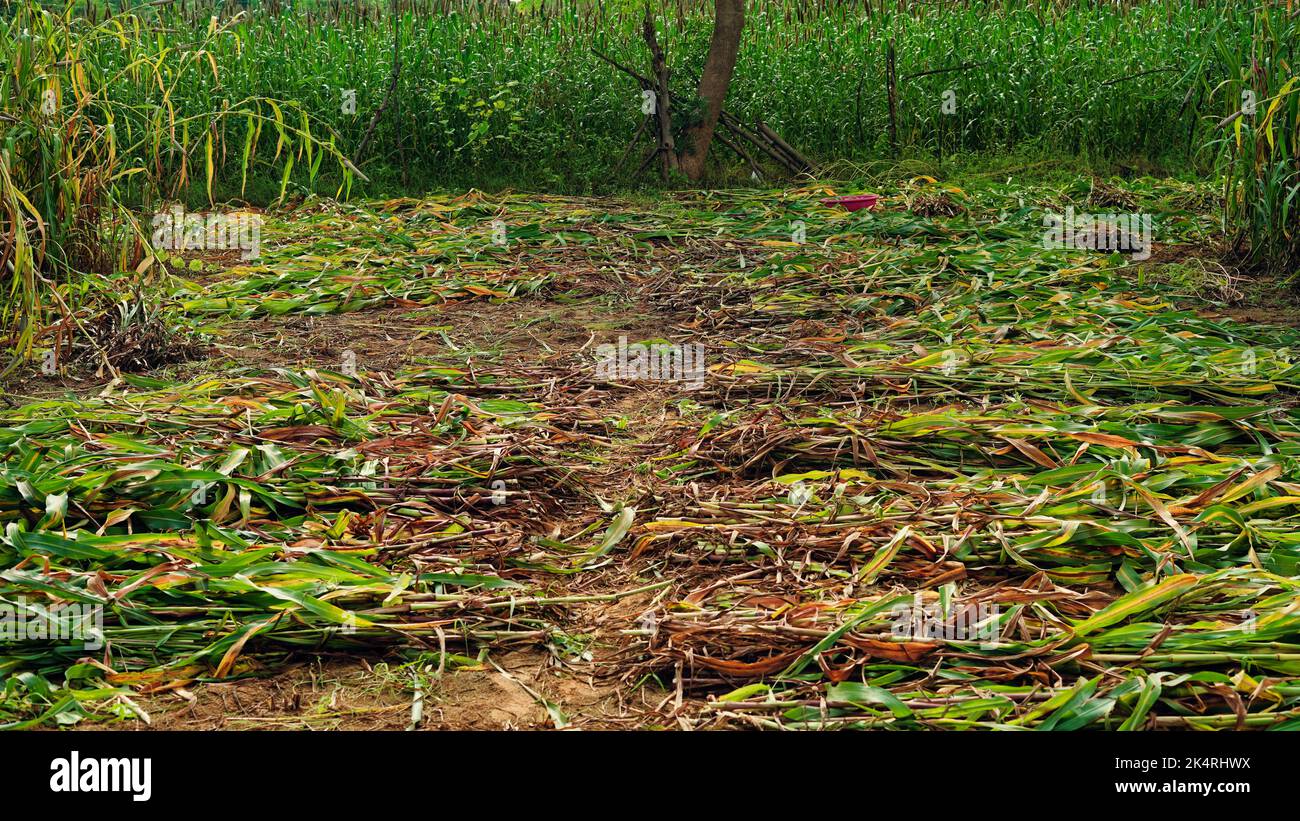 Après la récolte de mil ou de Pennisetum glaucum, les agriculteurs la maintiennent au sec pendant quelques jours. Banque D'Images