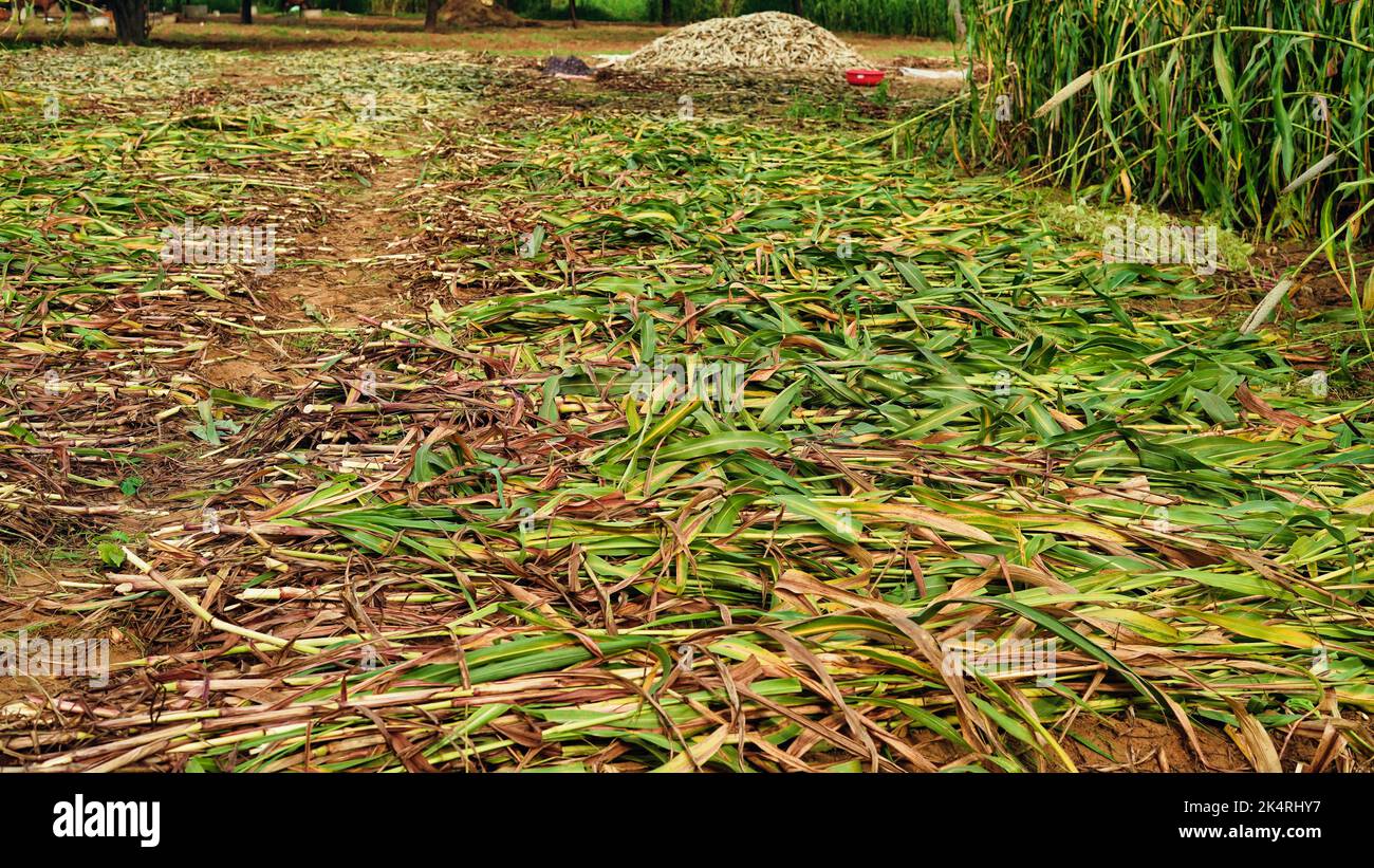 Après la récolte de mil ou de Pennisetum glaucum, les agriculteurs la maintiennent au sec pendant quelques jours. Banque D'Images