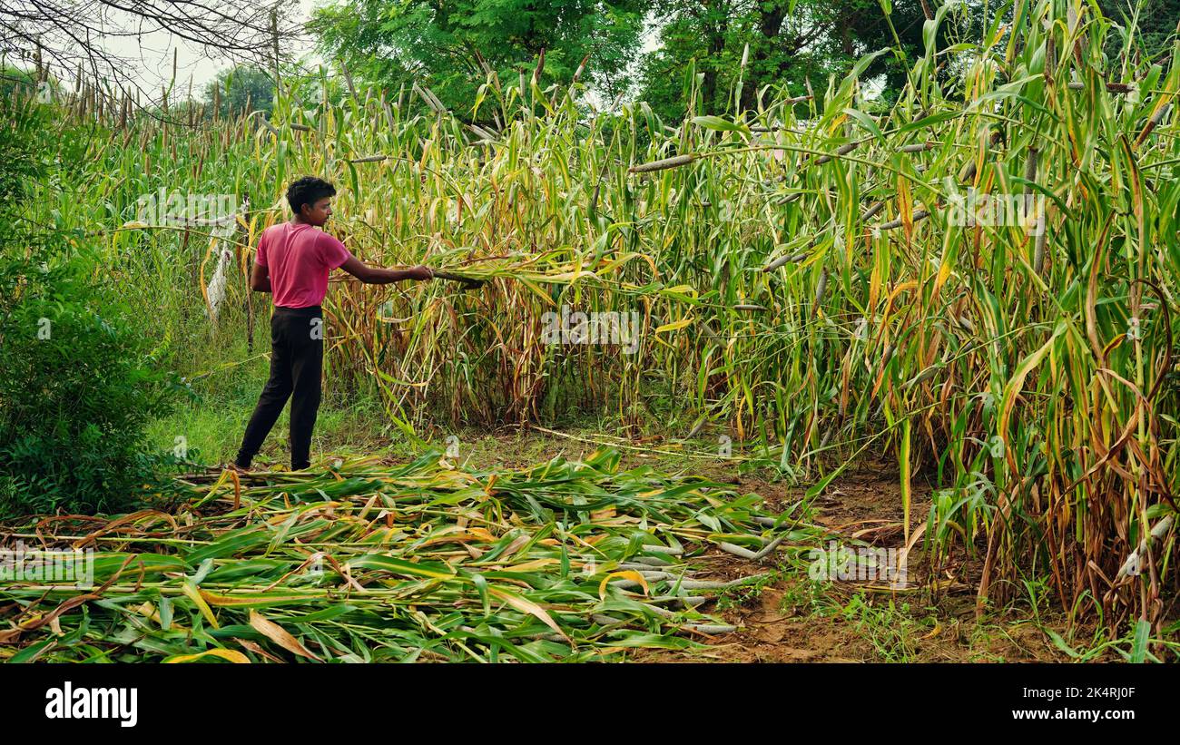 Homme indien coupant des récoltes de bajra ou de Pennisetum glaucum avec faucille. Concept d'agriculture. Banque D'Images