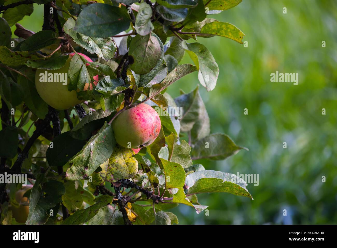 Les pommes vertes rouges sont sur une branche d'un pommier sur une journée ensoleillée, photo naturelle. Fond de nourriture biologique Banque D'Images