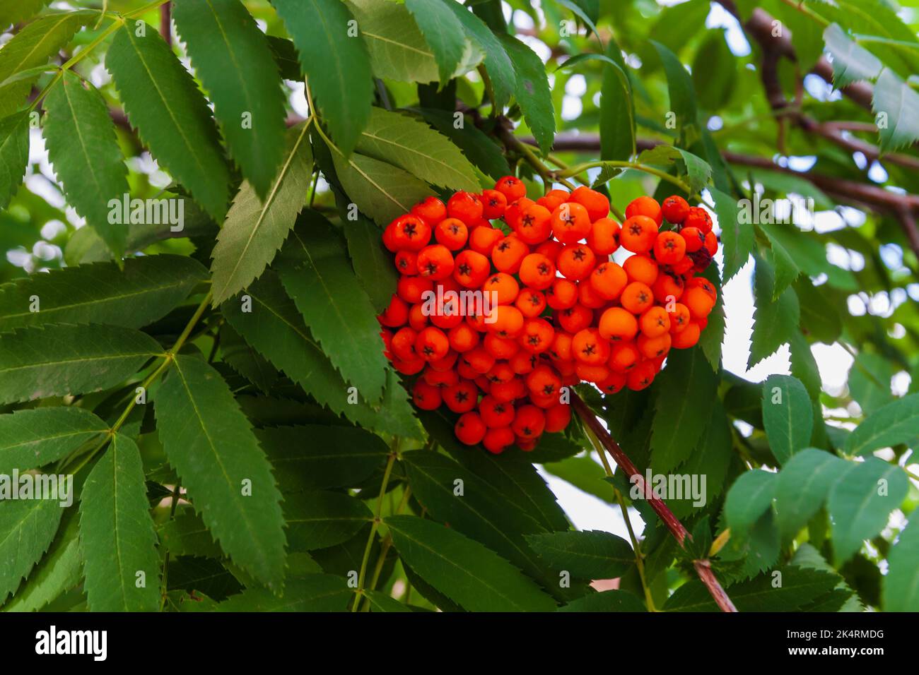Branches de l'arbre rowan vert aux baies rouges brillantes Banque D'Images