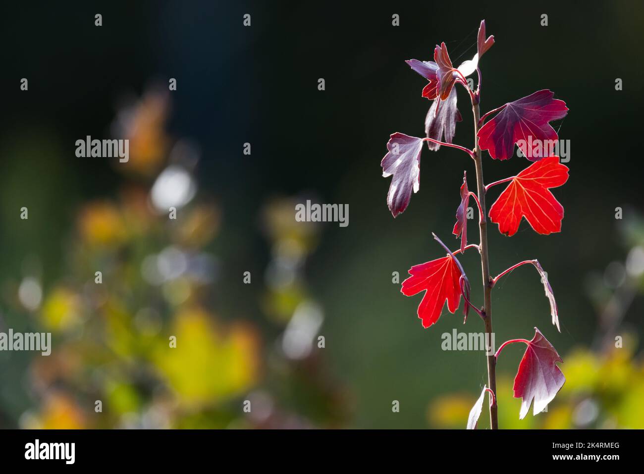 Photo d'arrière-plan d'automne colorée avec feuilles rouges, mise au point sélective douce Banque D'Images
