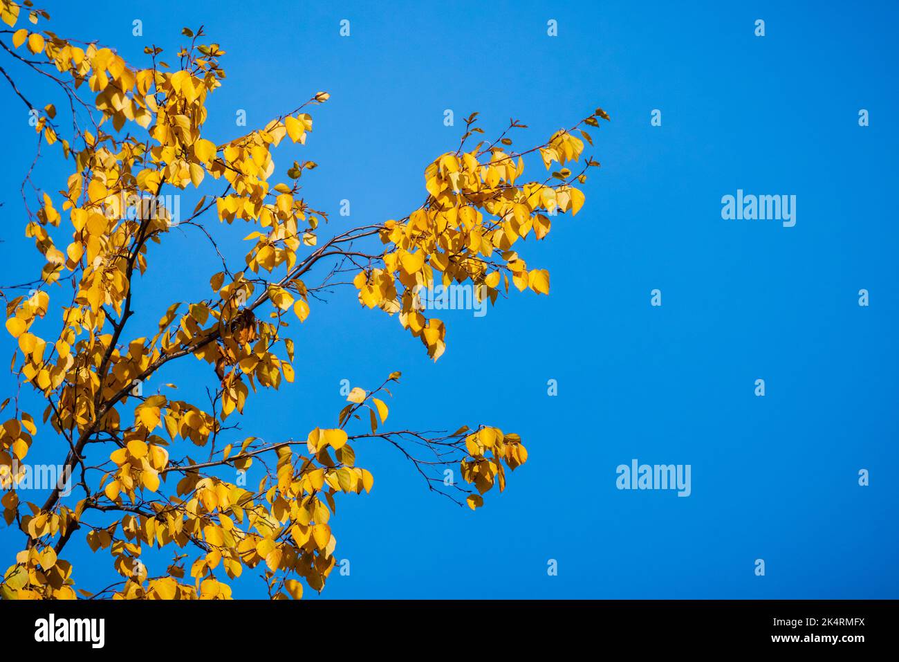 Les feuilles de bouleau jaune vif sont sous ciel bleu, fond naturel de photo Banque D'Images