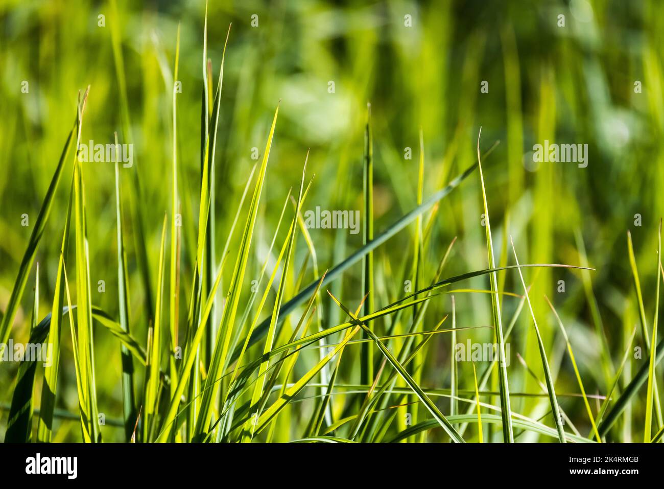Herbe verte sur une journée ensoleillée, photo de fond naturelle avec une mise au point douce sélective Banque D'Images