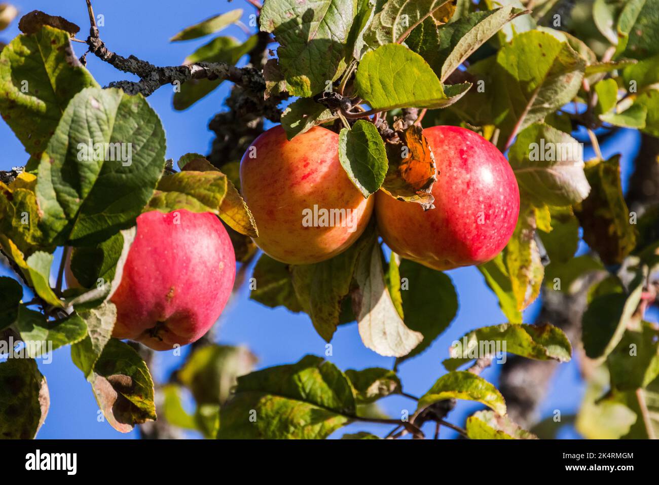 Les pommes vertes rouges poussent sur une branche d'un pommier lors d'une journée ensoleillée, photo naturelle en gros plan. Fond de nourriture biologique Banque D'Images