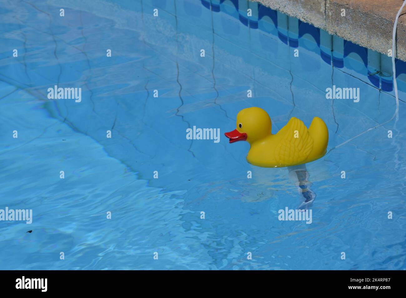 canard de caoutchouc dans la piscine quitscheente Banque D'Images