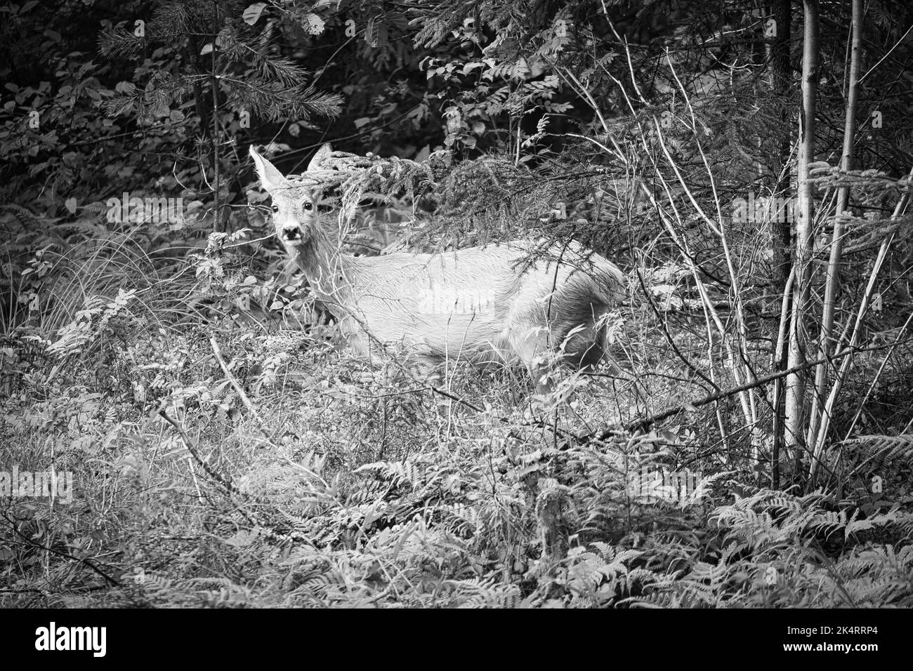 Cerf en noir et blanc tiré sur une clairière en face de la forêt avec la vue de l'observateur. Faune observée en Suède. Enregistrement de la nature de Banque D'Images