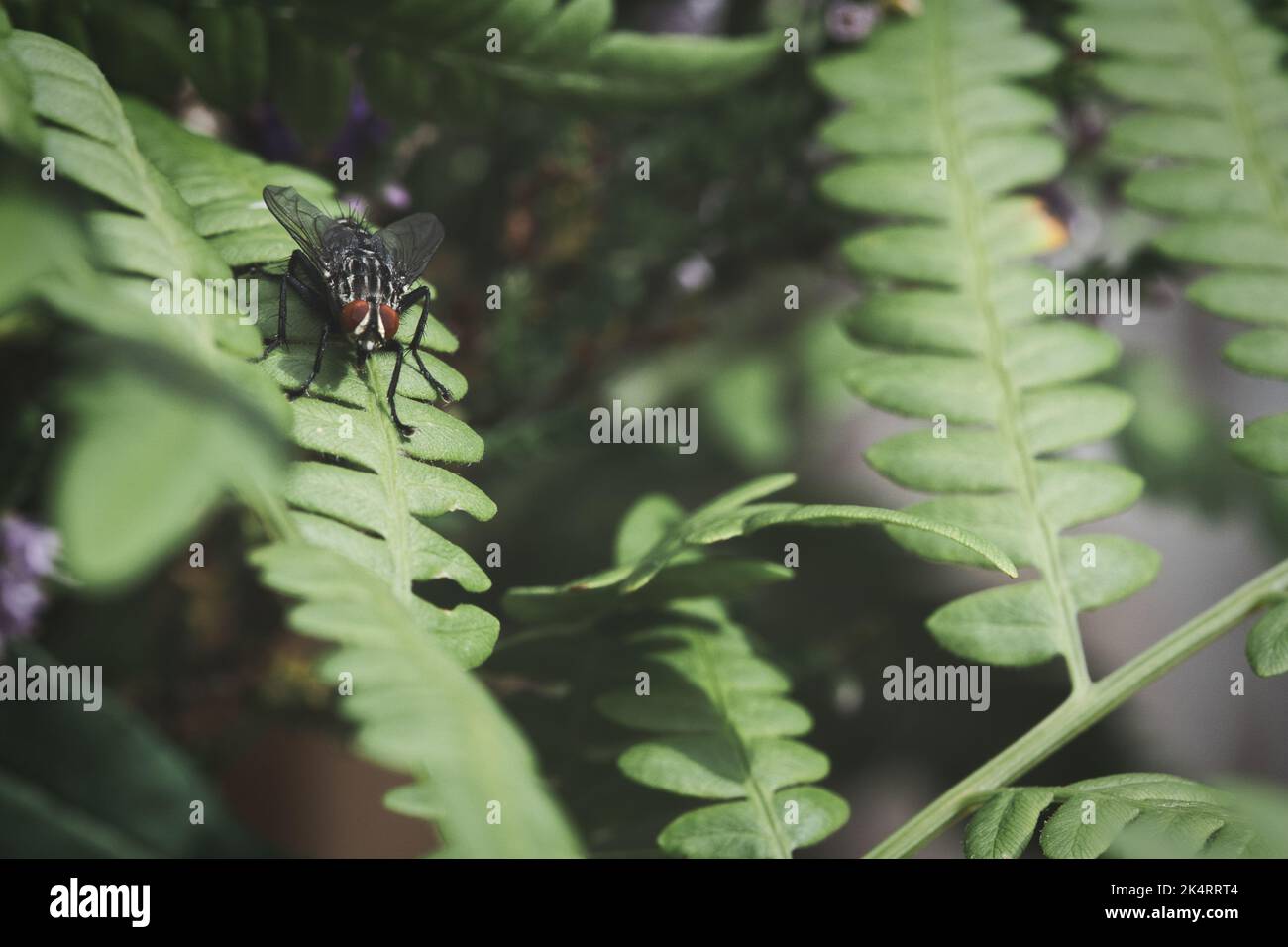 La chair vole sur une feuille verte avec lumière et ombre. Pattes poilues en noir et gris. Alimentation des insectes. Prise de vue macro d'un vol Banque D'Images