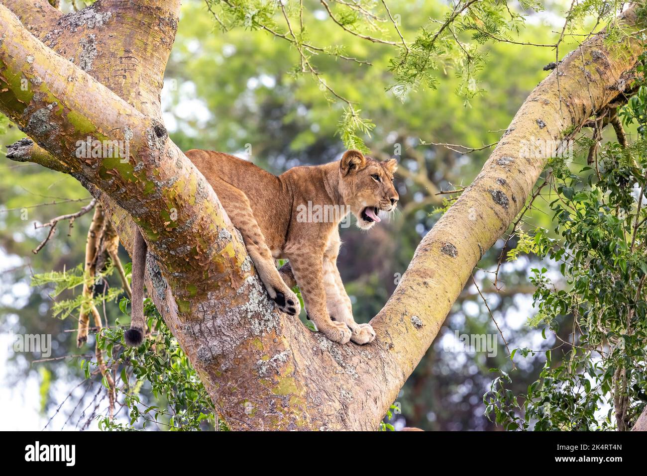 Lion juvénile dans un arbre. Le secteur Ishasha du parc national de la Reine Elizabeth est célèbre pour les lions grimpants, qui grimpent pour échapper à la chaleur et à l'insec Banque D'Images