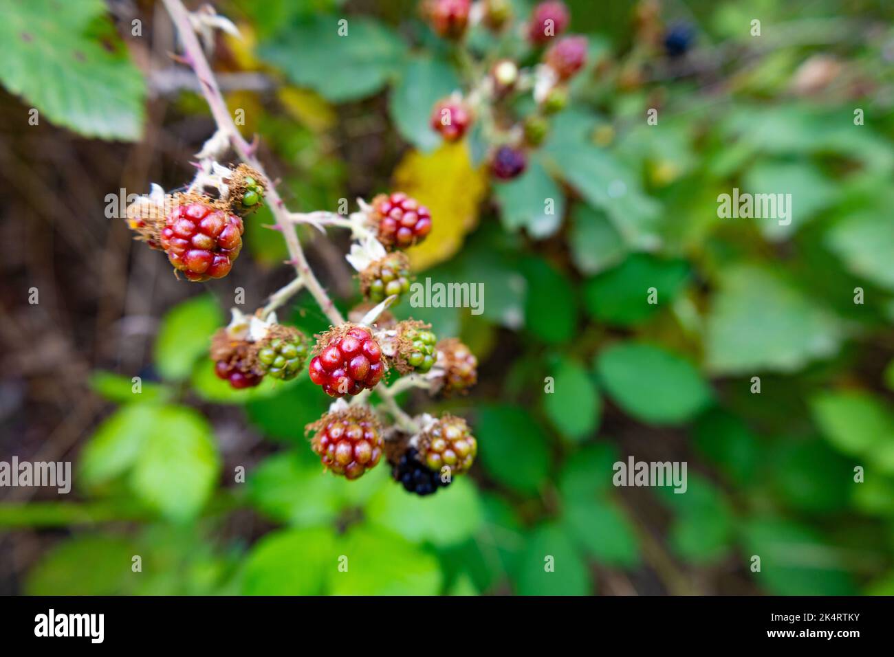 Vue rapprochée des mûres et des mûres. Baies sauvages sur un arbuste. Mûres noires, vertes et rouges sur une brousse. Banque D'Images