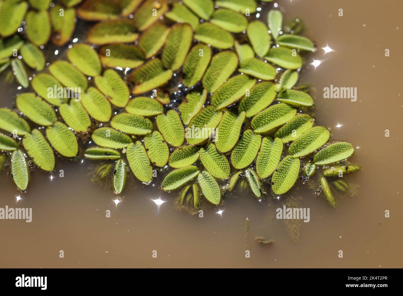 La fougères flottantes (nom latin : Salvinia natans) dans l'étang de la réserve naturelle spéciale Gornje podunavlje en Serbie Banque D'Images