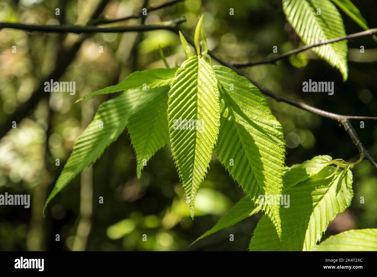 Feuillage de Carpinus fangiana Banque D'Images
