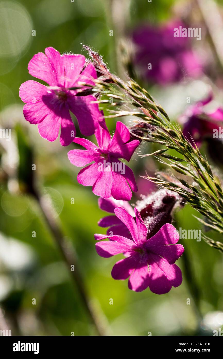 Silene dioica ou Red campion Banque D'Images