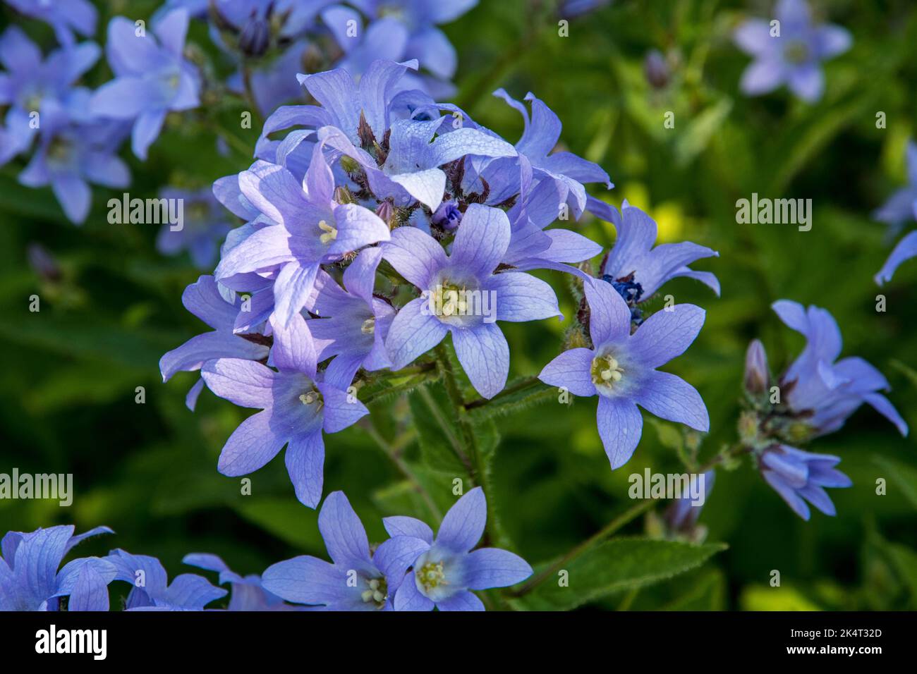 Campanula lactiflora 'Prichard's Variety' Banque D'Images