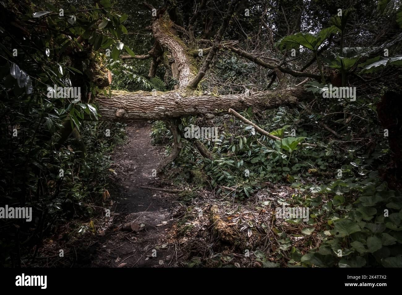 Un arbre est tombé sur un sentier dans le jardin sauvage subtropical Penjjick à Cornwall. Penjerrick Garden est reconnu comme le véritable jardin de la jungle de Cornmurals Banque D'Images