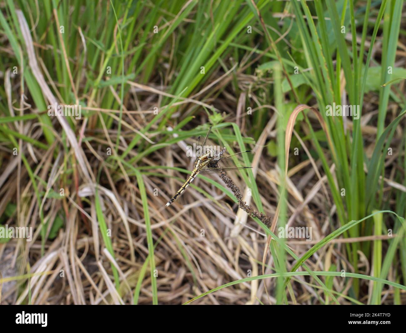 Femelle unique d'une libellule appelée skimmer à queue blanche (nom latin : Orthortum albistylum) dans la réserve naturelle spéciale Gornje Podunavlje en Serbie Banque D'Images