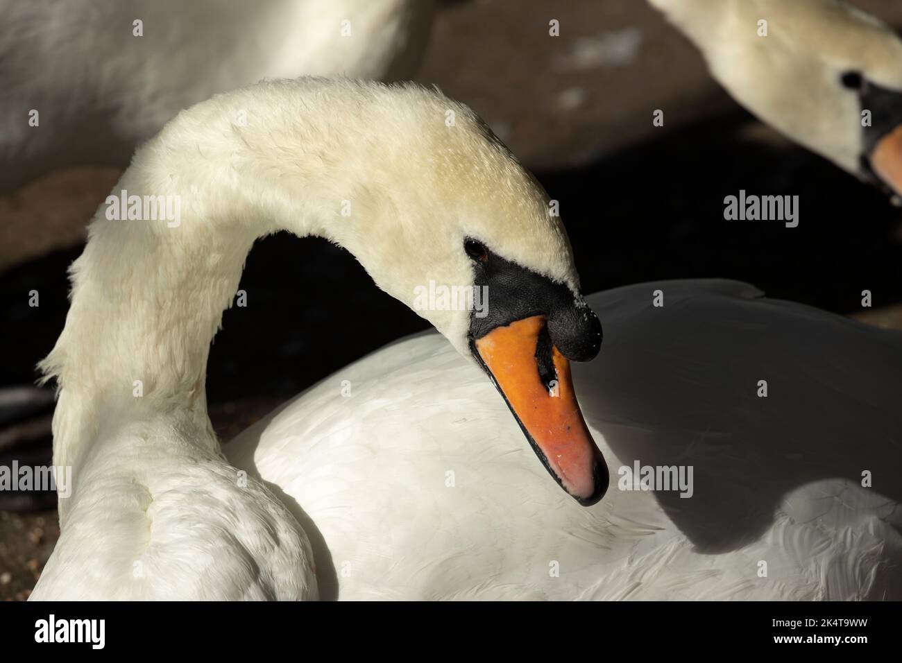 Portrait d'un Cygne muet. Le mâle ou l'épi, a un grand carbuncle charnel sur le dessus du bec pour donner l'âge et la domination aux autres Banque D'Images