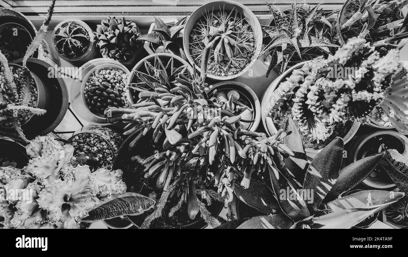 Diverses plantes succulentes en pots noir et blanc Banque D'Images