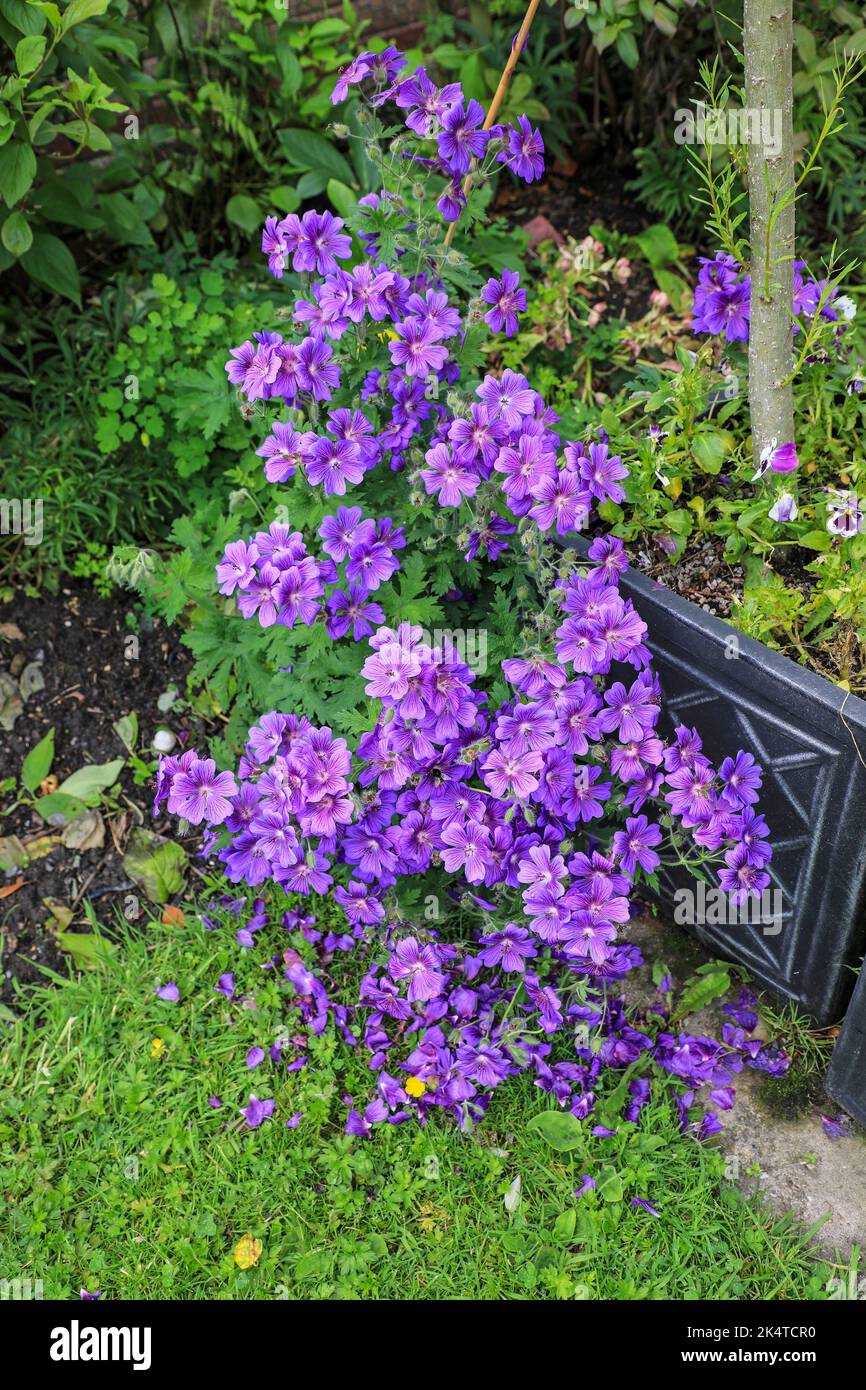 Violet canneberges Geranium magnilum 'Rosemoor' fleurs, Angleterre, Royaume-Uni Banque D'Images