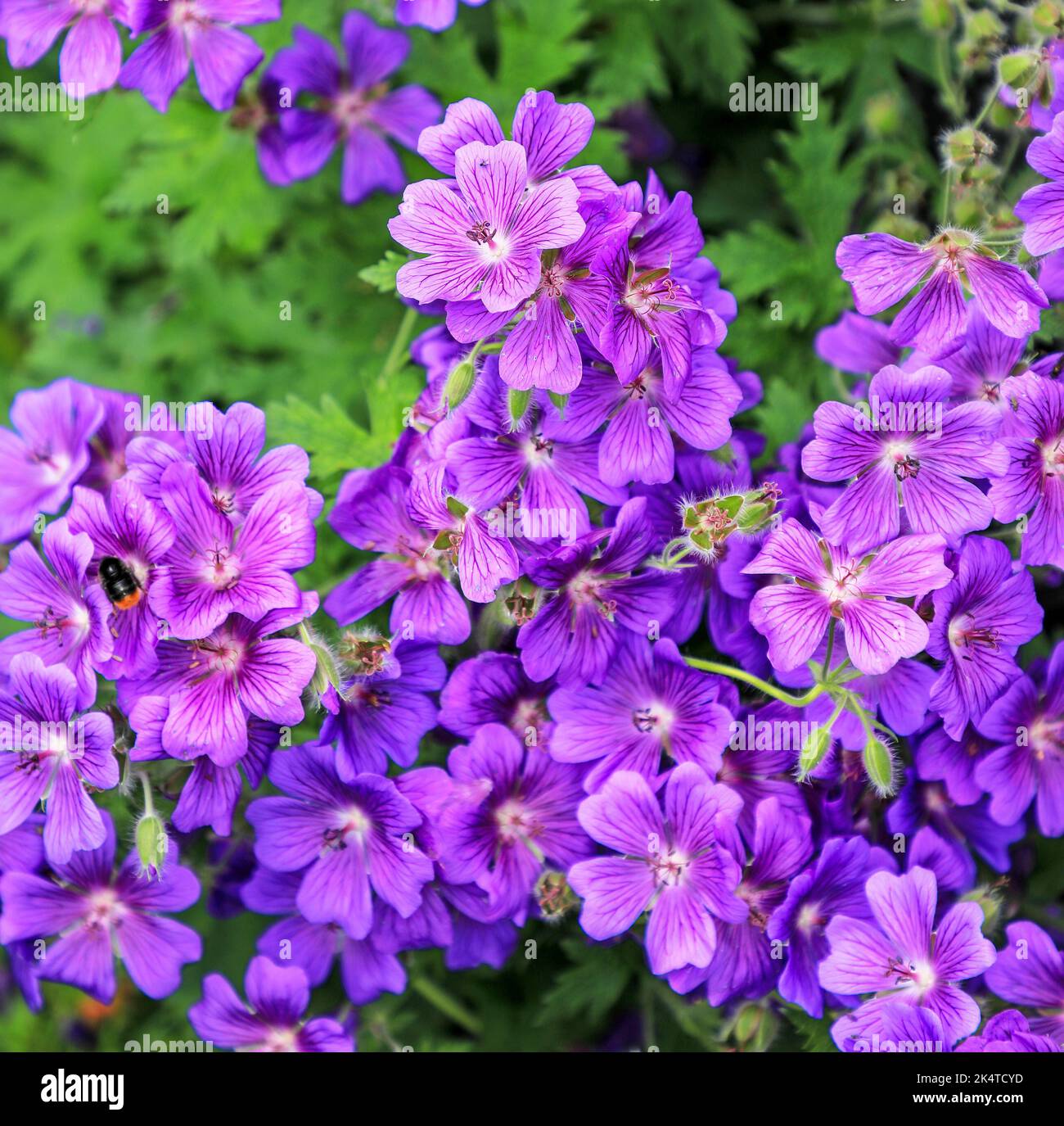 Violet canneberges Geranium magnilum 'Rosemoor' fleurs, Angleterre, Royaume-Uni Banque D'Images