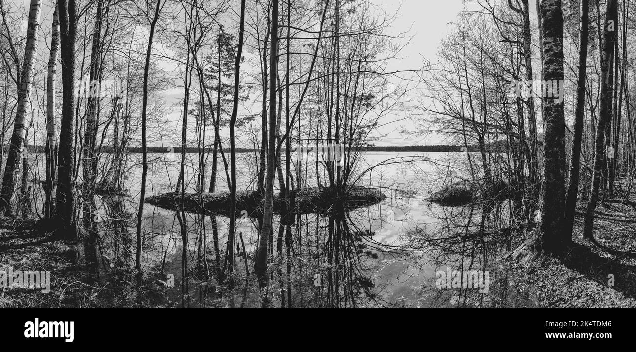 Branches sèches d'arbres sur la rive du lac. Noir et blanc Banque D'Images