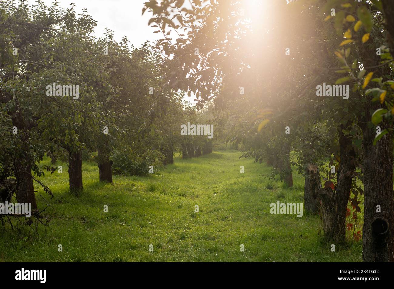 Jardin avec arbres fruitiers. Herbe verte, le soleil brille. Jour ensoleillé. Arbre à pommes. Feuilles et branches vertes. Arbre dans la nature. Agriculture extérieure. Banque D'Images