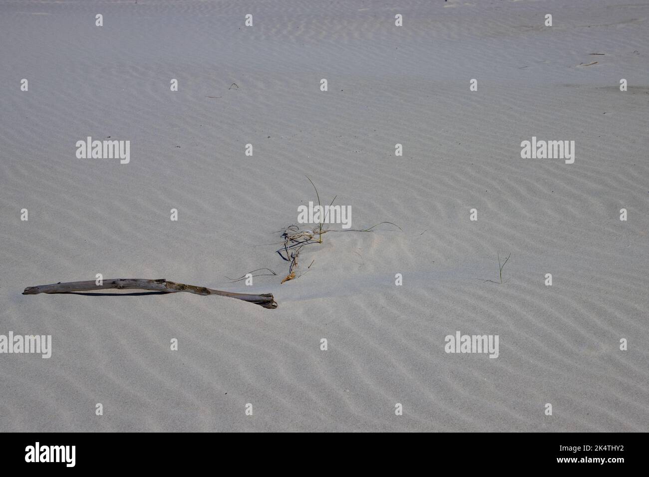 Bois de grève dans le sable avec espace de copie Banque D'Images