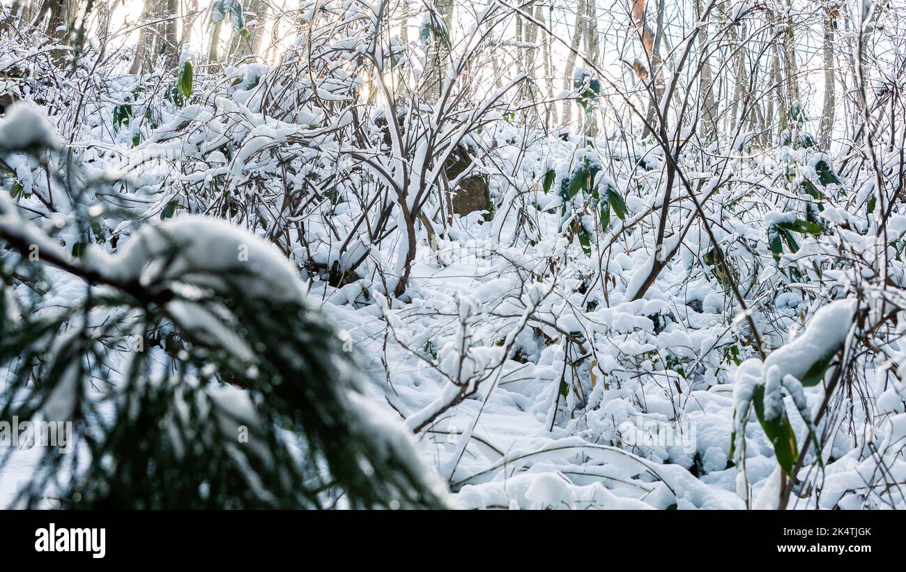 Pins couverts de neige par temps froid, avec un magnifique panorama d'hiver. Vue d'hiver sur le Jigokudani dans la préfecture de Nagano au Japon, un célèbre s. Banque D'Images