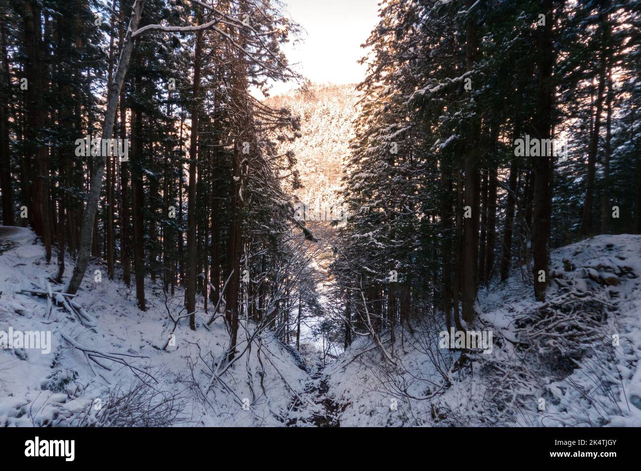 Vue sur les couverts de neige d'arbres de gel. Forêt d'hiver magique. Magnifique paysage naturel au Jigokudani dans la préfecture de Nagano au Japon, a f Banque D'Images