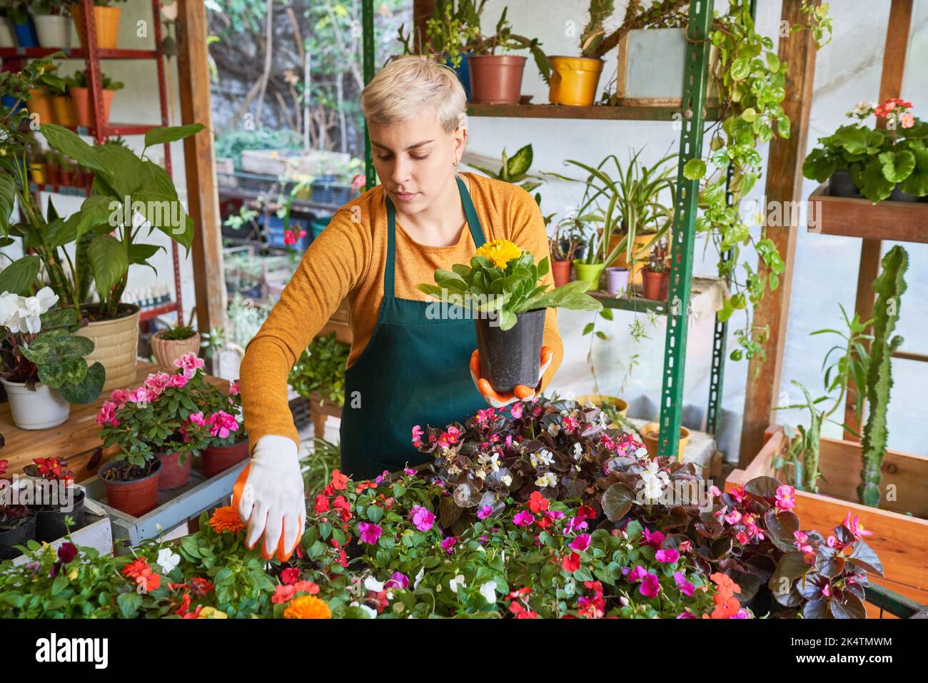 Jeune fleuriste prenant soin des nombreuses plantes pour l'assurance de la qualité dans le fleuriste Banque D'Images