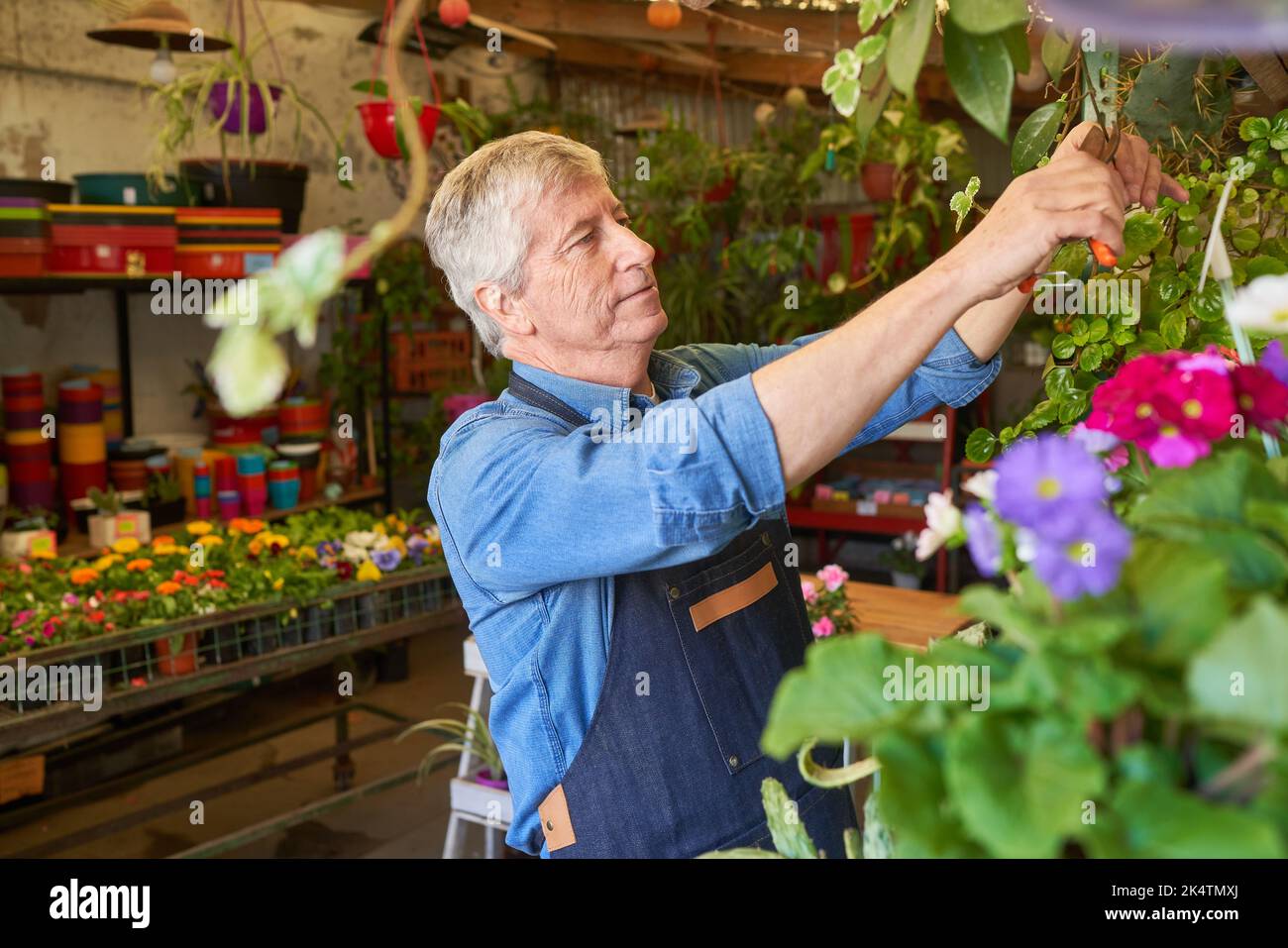 Jardinier senior ou fleuriste avec l'expérience de prendre soin des plantes dans sa petite pépinière Banque D'Images