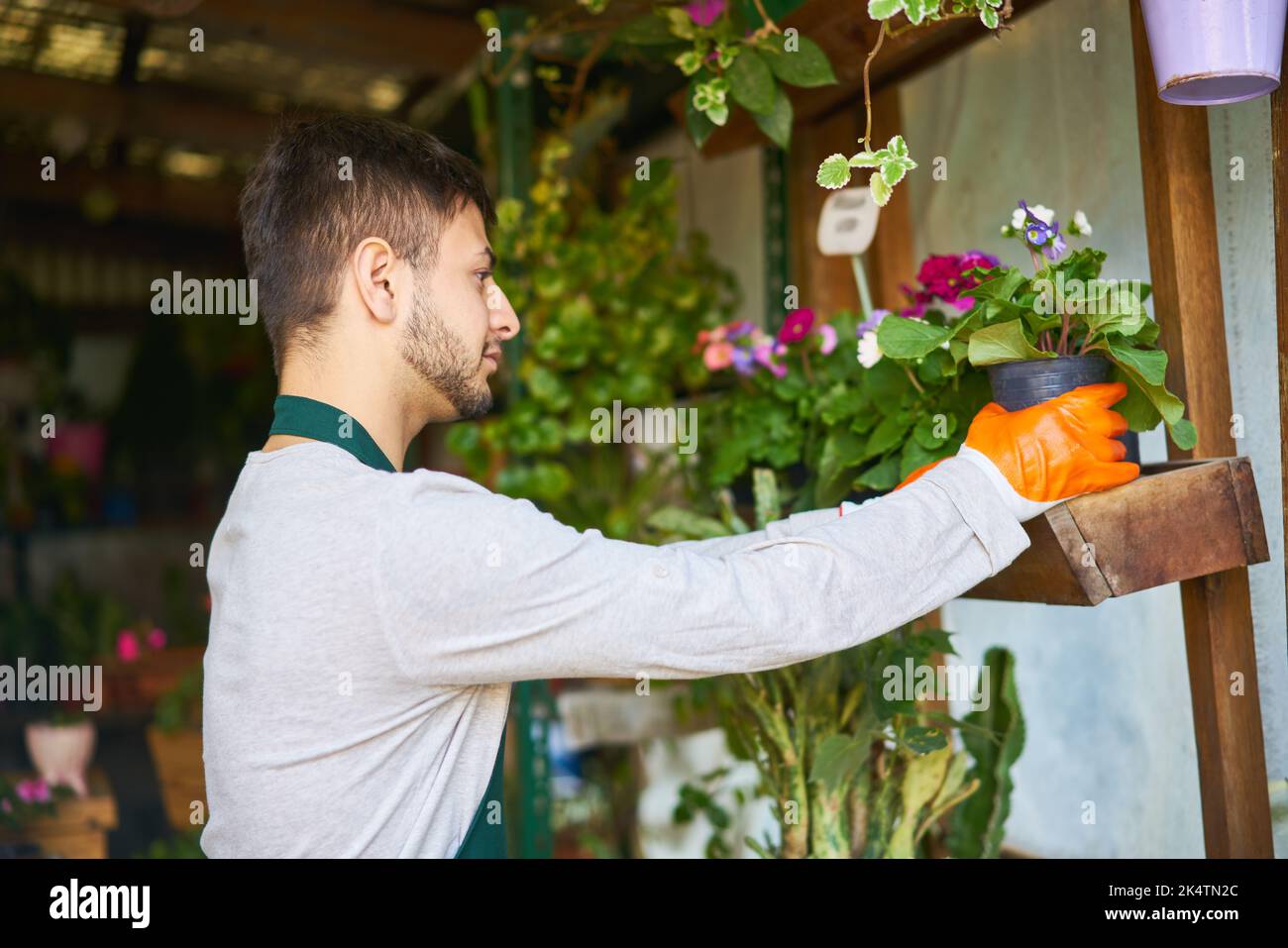 Le jeune homme comme fleuriste dans la boutique de fleurs met la maison sur une étagère à vendre Banque D'Images