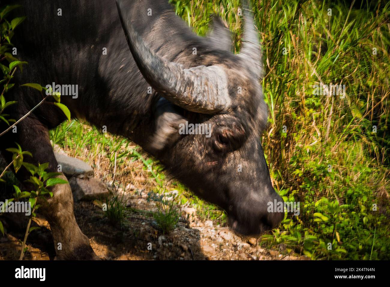 Un buffle d'eau féeral négocie une piste de montagne escarpée près de Mui WO, île Lantau, Hong Kong Banque D'Images