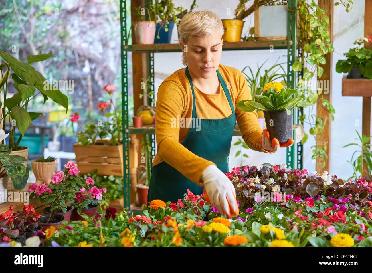 Jeune fleuriste de la pépinière s'occupant des fleurs et des plantes pour assurer la qualité Banque D'Images