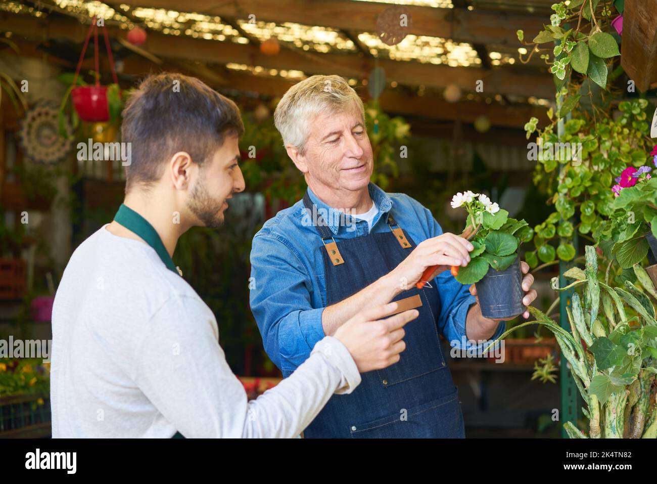Un jardinier âgé montre un fleuriste taille correcte d'une fleur pendant le soin des plantes Banque D'Images