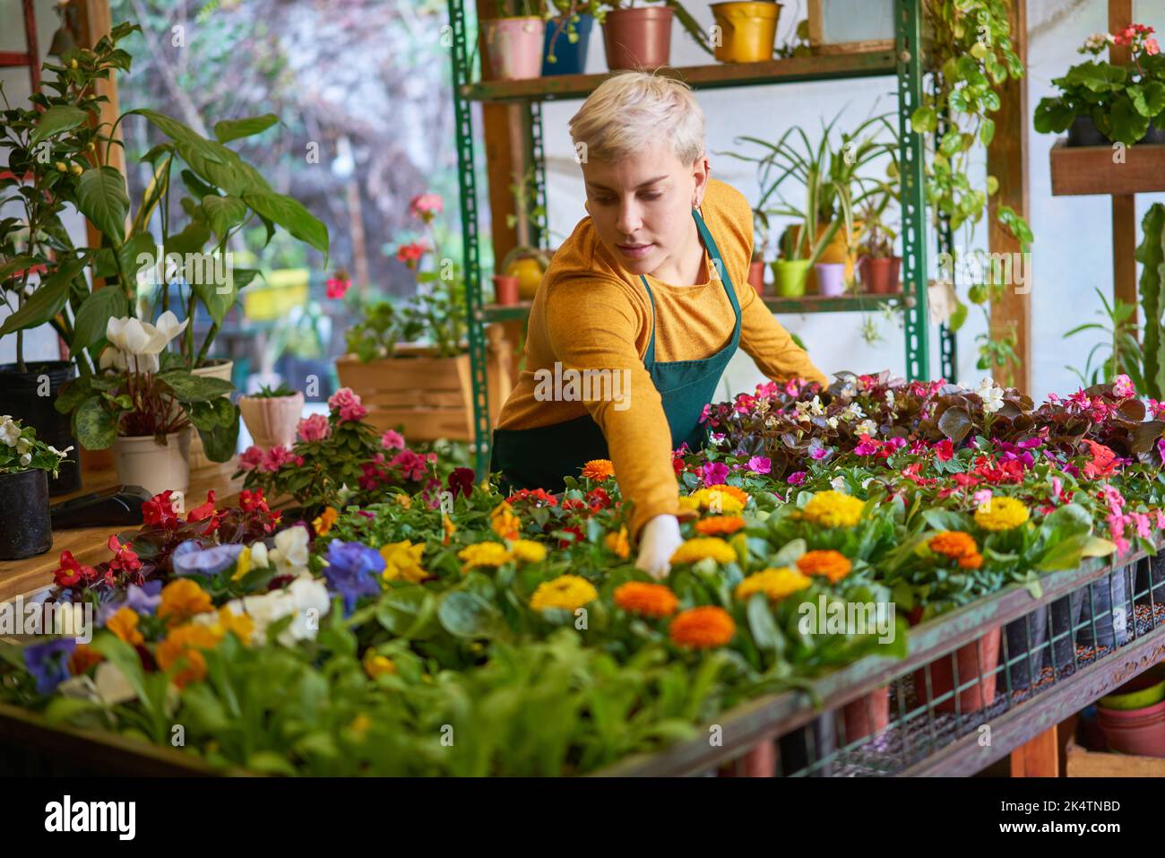 Jardinier ou fleuriste s'occupant d'une variété de fleurs et de plantes dans la pépinière Banque D'Images