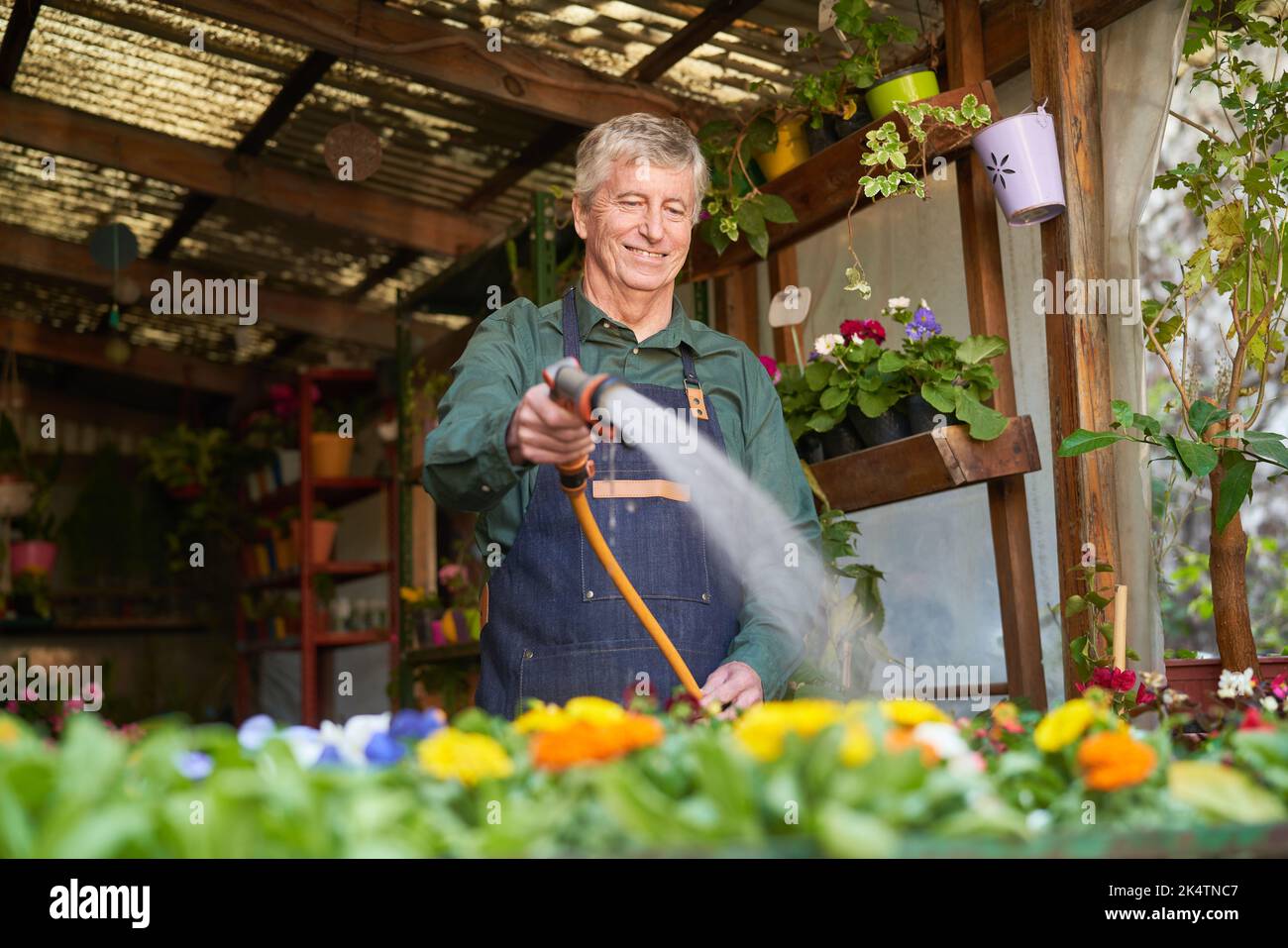 Homme âgé comme un assortiment de plantes d'arrosage de jardinier avec un tuyau dans la pépinière Banque D'Images