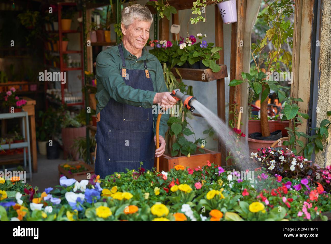 Homme âgé comme fleuriste arroser les fleurs dans le fleuriste Banque D'Images