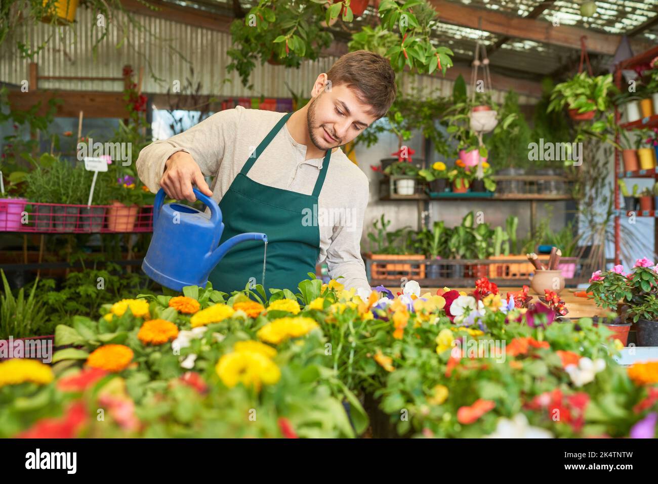 Jeune jardinier stagiaire avec arrosage peut arroser des fleurs en pépinière Banque D'Images