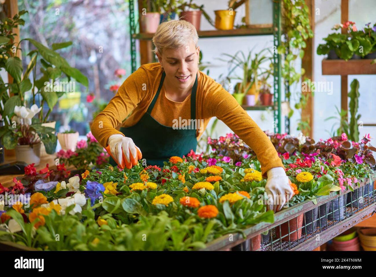Jeune femme jardinier prenant soin de l'assortiment de plantes en pépinière Banque D'Images