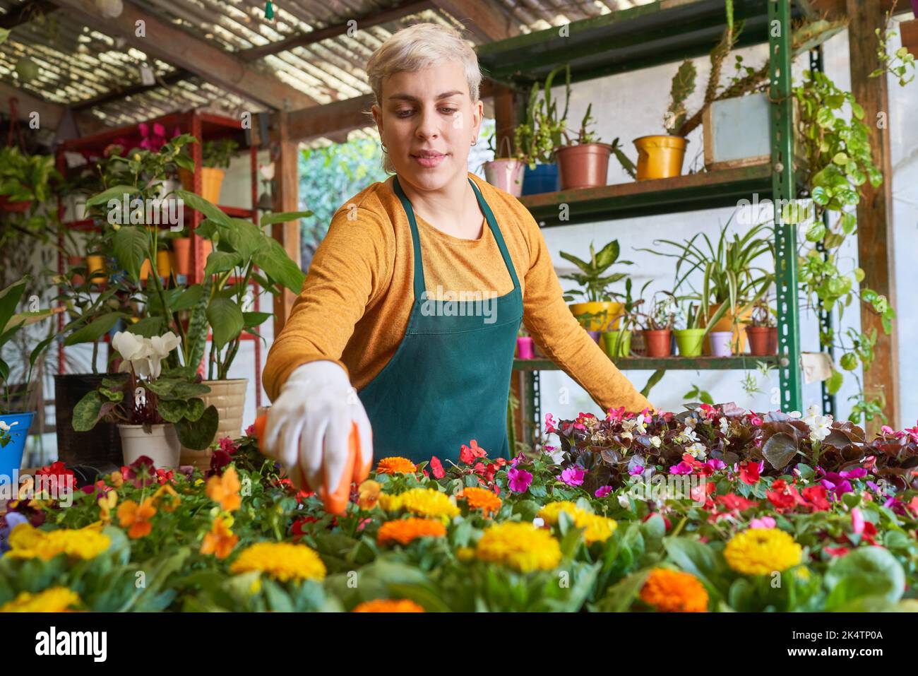 Jardinier ou fleuriste prenant soin des plantes en pépinière ou en fleuriste Banque D'Images
